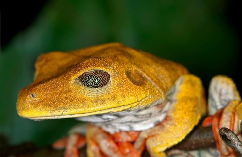 Map Tree Frog (Hypsiboas geographicus)