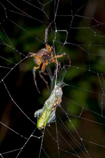 Orb-weaver spider (Eriophora spec.)