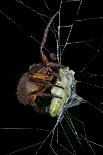 Orb-weaver spider (Eriophora spec.)