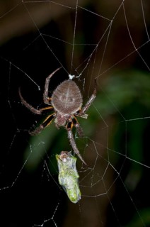 Orb-weaver spider (Eriophora spec.)