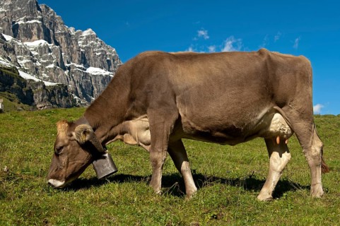 Cow grazing on a pasture