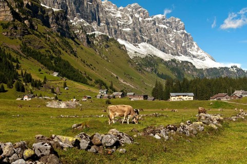 Cattle grazing on Urnberboden Alp