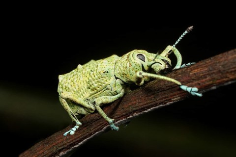 Weevil (Curculio sp.)