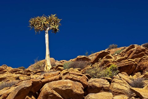 Quiver Tree or Kokerboom (Aloe dichotoma)