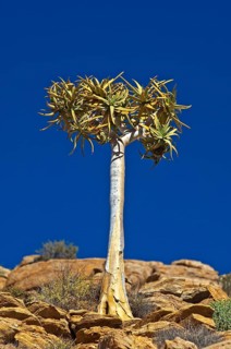 Quiver Tree or Kokerboom (Aloe dichotoma)
