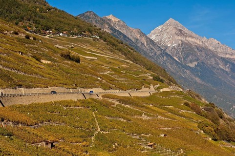 Vineyards alongside the road to Col de la Forclaz mountain pass