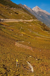 Vineyards alongside the road to Col de la Forclaz mountain pass