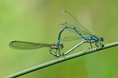 Mating wheel of the Azure Damselfly (Coenagrion puella)
