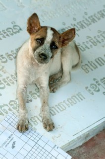 Small dog sitting on a gravestone with Khmer characters which is lying on the ground in a stone cutting factory