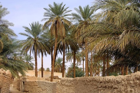 Palm garden in the oasis town of Ghadames
