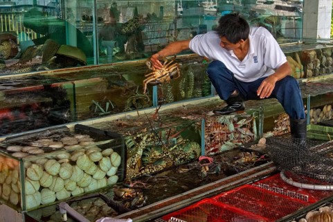 Employees of a fish restaurant controlling basins with live marine animals