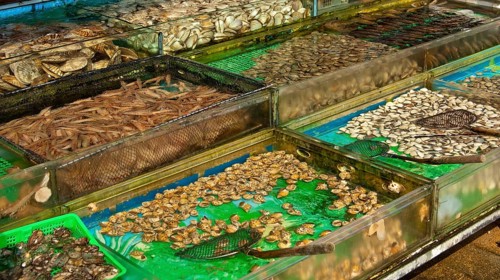 Basins with live marine animals for sale