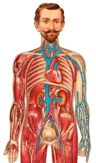 Medical illustration of the human figure