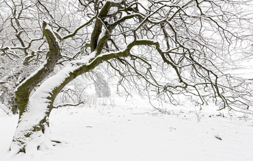 Avenue of snow-covered Dwarf Beeches or Suentel Beeches (Fagus sylvatica var suentelensis)