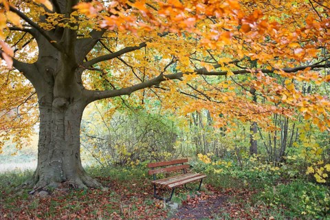 Wooden bench under a large beech tree in autumn