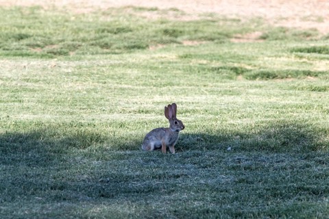 Cottontail rabbit (Sylvilagus audubonii) with three ears