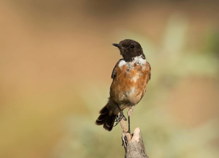 European Stonechat (Saxicola rubicola)