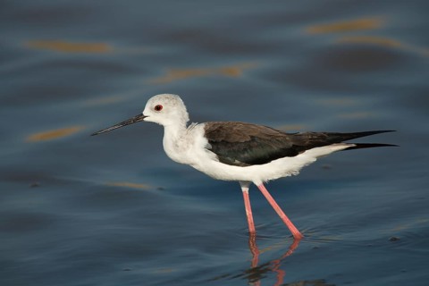 Black-winged Stilt