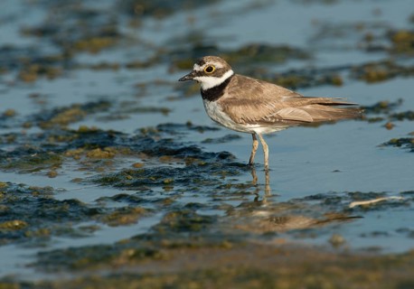 Little Ringed Plover (Charadrius dubius)