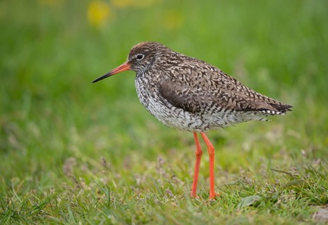 Redshank (Tringa totanus)