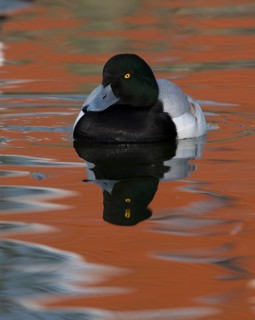 Scaup duck (Aythya marila)