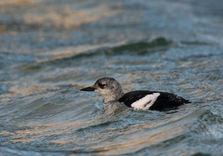 Black Guillemot or Tystie (Cepphus grylle)