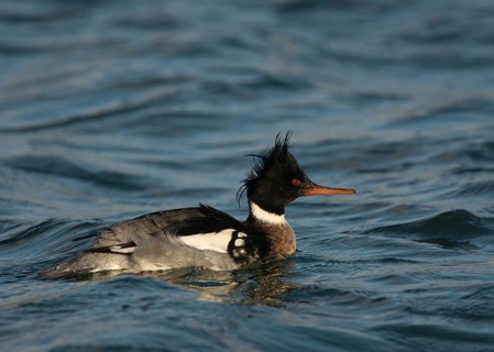 Red-breasted Merganser (Mergus serrator)