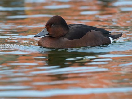 Ferruginous Duck or Ferruginous Pochard (Aythya nyroca)