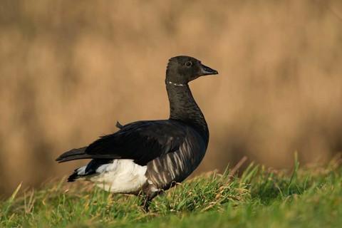 Brant Goose or Brent Goose (Branta bernicla)