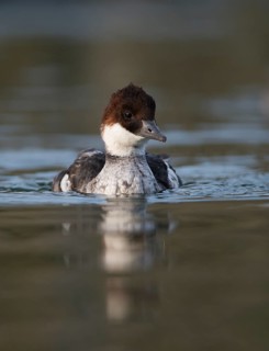 Smew (Mergellus albellus)