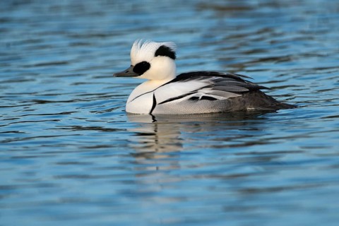 Smew (Mergellus albellus)