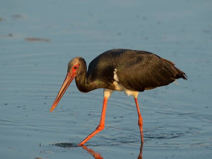 Black Stork (Ciconia nigra)