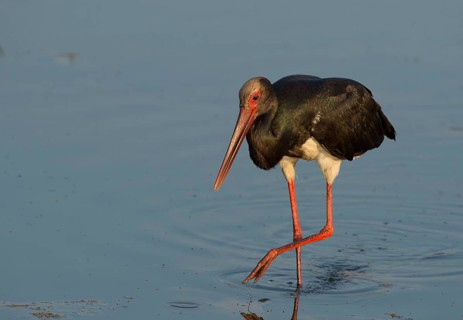 Black Stork (Ciconia nigra)