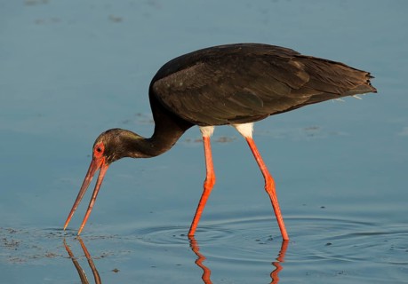 Black Stork (Ciconia nigra)