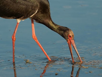 Black Stork (Ciconia nigra)