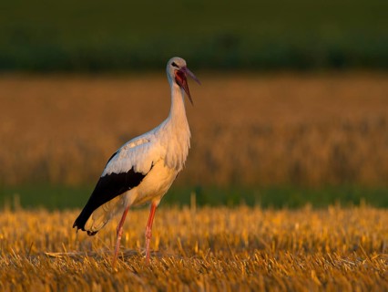 White Stork (Ciconia ciconia)