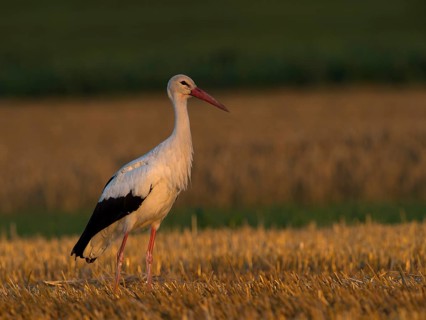 White Stork (Ciconia ciconia)