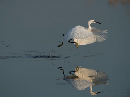 Little Egret (Egretta garzetta)