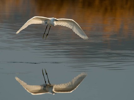 Little Egret (Egretta garzetta) in flight