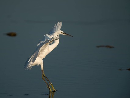 Little Egret (Egretta garzetta)
