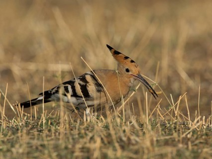 Hoopoe (Upupa epops)