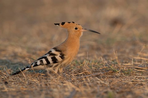 Hoopoe (Upupa epops)