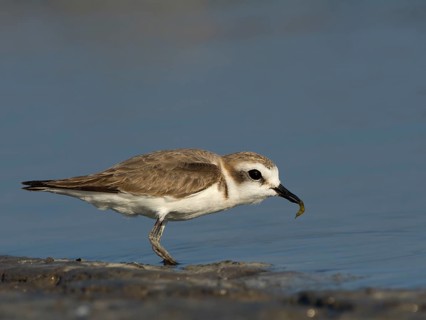 Kentish Plover or Snowy Plover (Charadrius alexandrinus)