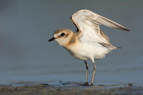 Kentish Plover or Snowy Plover (Charadrius alexandrinus)