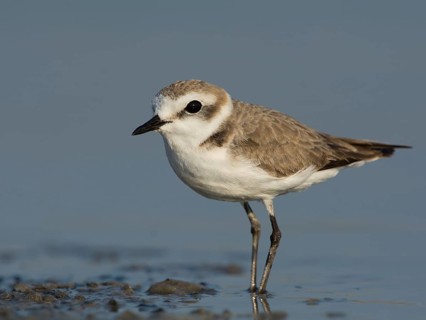 Kentish Plover or Snowy Plover (Charadrius alexandrinus)