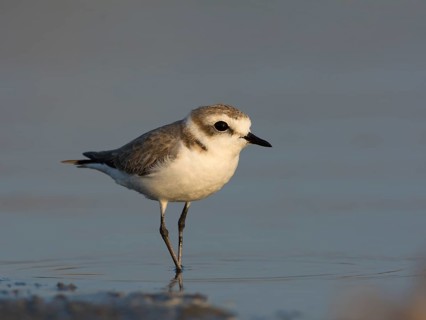 Kentish Plover or Snowy Plover (Charadrius alexandrinus)