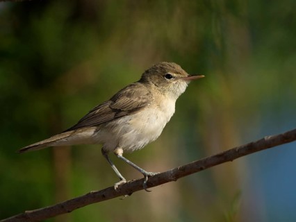 Eastern Olivaceous Warbler (Hippolais pallida)