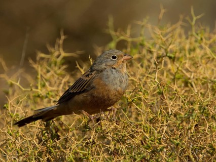 Cretzschmar's Bunting (Emberiza caesia)