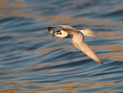 Black Tern (Chlidonias niger)