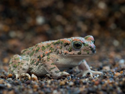 Green Toad (Bufo viridis)